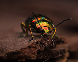 Prächtiger Blattkäfer (Chrysolina fastuosa), insekten, metall, grün © Marcel