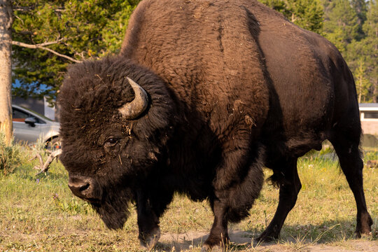 Yellowstone Bison / Buffalo standing in a campground in the national park