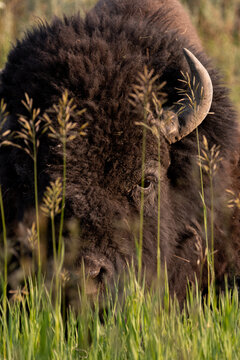 Yellowstone Bison / Buffalo peaking through the grassed in the national park