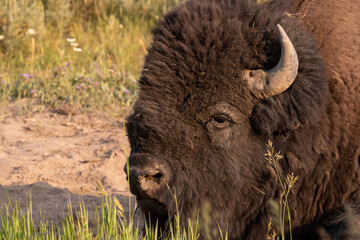 Fototapeta premium Yellowstone Bison / Buffalo laying down