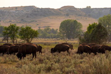 Yellowstone Bison / Buffalo