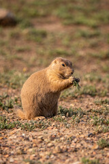 Prairie Dog eating during magic hour in Theodore Roosevelt National Park in North Dakota