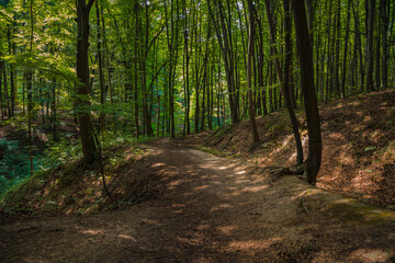 forest ordinary landscape summer season time natural scenic view with green foliage and empty dirt trail