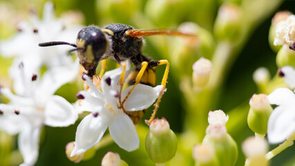 Macro de una avispa alimentándose del polen de una flor en la naturaleza