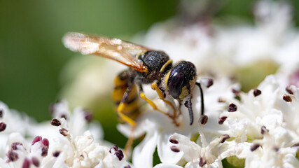 Macro de una avispa alimentándose del polen de una flor en la naturaleza