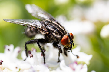 Mosca común en una flor