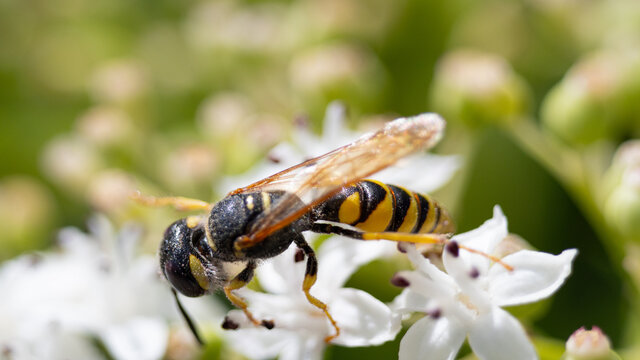 Macro de una avispa alimentándose del polen de una flor en la naturaleza