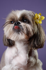 Muzzle of a Shitzu dog shows his tongue. Studio portrait of a dog. Shitzu dog with a yellow...