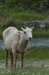 Obraz na płótnie Canvas A Female Bighorn Sheep looking up