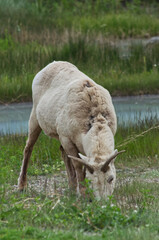 A Female Bighorn Sheep grazing by the Road