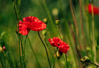 Red poppy in the meadow
