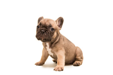 French Fawn Bulldog puppy against white background. Cute little puppy.