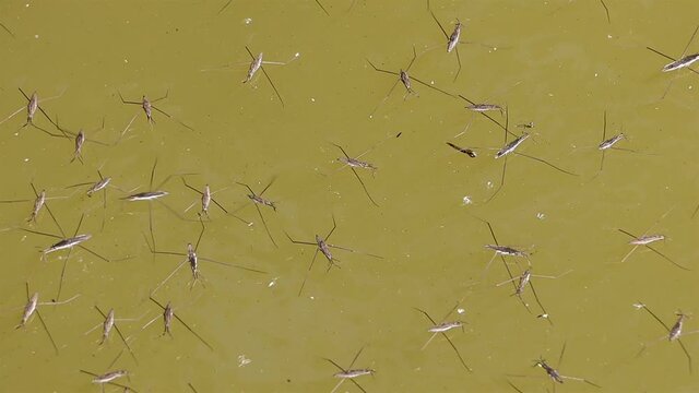 Group of Gerris lacustris, commonly known as the common pond skater is skating on a water surface.