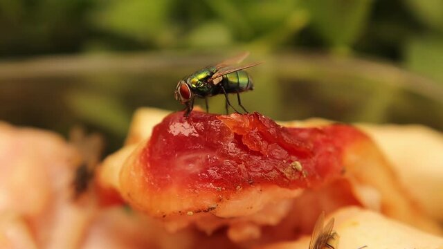 Common green bottle fly (Lucilia sericata) on fresh meat.
Close up of a fly's proboscis (insect 's mouth)
Macro blowfly bug sucks its food.
insects, fly, bugs.
animals, animal.
wildlife, wild nature