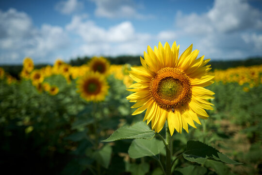 sunflower field with sky