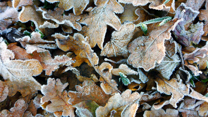 The frost on the leaves forms beautiful ice crystals
