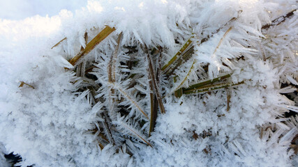 The frost on the leaves forms beautiful ice crystals