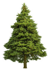 Cutout pine tree. Conifer isolated on white background. High quality clipping mask for professional composition. Evergreen tree. - obrazy, fototapety, plakaty