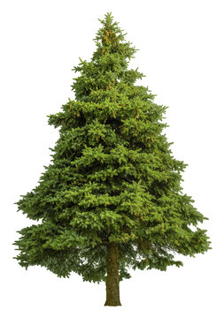 Cutout pine tree. Conifer isolated on white background. High quality clipping mask for professional composition. Evergreen tree.