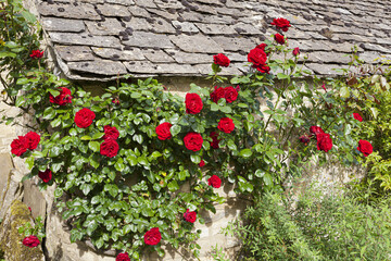Fototapeta na wymiar Red roses on a stone cottage in the Cotswold village of Little Barrington, Gloucestershire UK