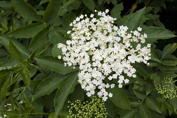 Close up of flowering elder(Sambucus Nigra), elderflower, on the Cotswolds near Hampnett,...