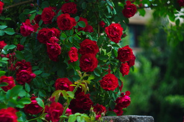 Fototapeta premium Beautiful fresh roses in nature. Natural background, large inflorescence of roses on a garden bush.