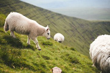 Obraz premium Pen Y Fan - Mountain in Wales, UK