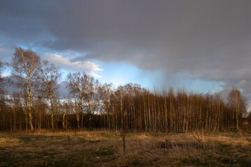 Fototapeta na wymiar Spring sky with clouds over the forest. Evening landscape at sunset. The trees are flooded with warm sunlight. Clouds leaving after rain