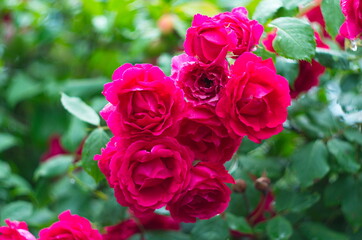 Beautiful fresh roses in nature. Natural background, large inflorescence of roses on a garden bush.
