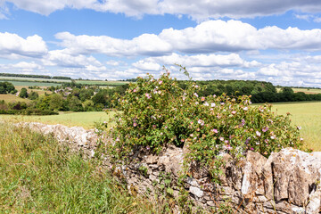 Wild dog rose growing on a dry stone wall overlooking the Cotswold village of Compton Abdale, Gloucestershire UK