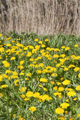 Dandelions (Taraxacum officinale) growing on North Meadow  beside the infant River Thames at Cricklade, Wiltshire UK