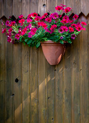 Fototapeta na wymiar Pink violet red Petunia Hybrida flower in a pot hanging at old brown wood background in garden as vertical background and template for copy space text.