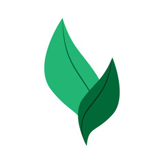 Isolated plant leaf icon Vector illustration design