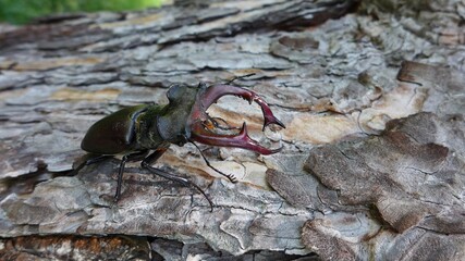 A legally protected stag beetle poses on a tree in its territory