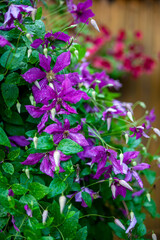 Vertical decorative pattern for copy space. Close-up of a purple Clematis viticella known as Italian leather flower at wood background. Selective focus.