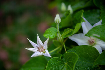 Water droplets at tender White Western Virgins Bower Clematis ligusticifolia orchids flower as a green natural pattern)for copy space.