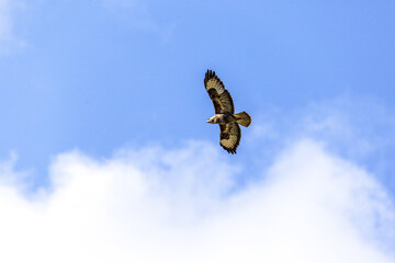 A common buzzard (Buteo buteo) soaring in a blue sky above the Cotswold Hills, Gloucestershire UK