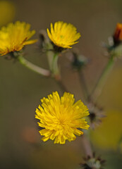 Blühendes Habichtskraut, Hieracium, Nahaufnahme