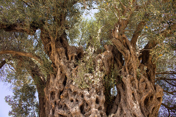 View of 1800 years old Aegean olive tree in Sigacik / Seferihisar district in Izmir Province of...