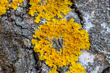 yellow lichen on tree bark - Powered by Adobe