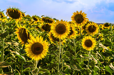Obraz premium Agricultural field with flowering sunflowers.