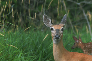 White-tailed Deer and its bambi, looking at camera