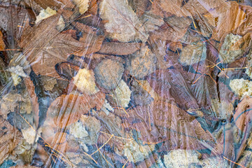 Autumn leaves frozen beneath winter ice