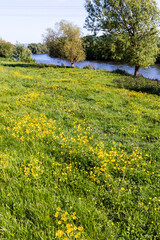 Fototapeta premium Buttercups flowering beside the Severn Way Long Distance Footpath at Wainlodes, north of Gloucester UK
