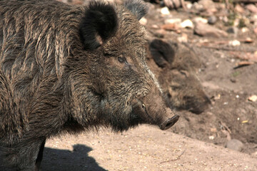Wildschweine zerstoeren oft Waelder, Wiesen und Wege. Thueringen, Deutschland, Europa   --
Wild boars often destroy forests, meadows and paths. Thuringia, Germany, Europe