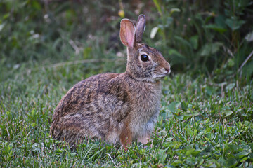 Naklejka na ściany i meble Cottontail rabbit resting in the grass, looking at camera