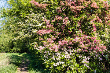 Different varieties of hawthorn in blossom at the Coombe Hill Nature Reserve near Wainlodes, north of Gloucester UK