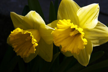 Close-up of yellow daffodil flowers (Narcissus)