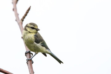 juvenile blue tit sitting on a branch