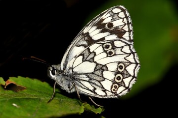 Melanargia galathea butterfly.